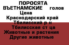 ПОРОСЯТА ВЪЕТНАМСКИЕ  7 голов › Цена ­ 2 000 - Краснодарский край, Тбилисский р-н, Тбилисская ст-ца Животные и растения » Другие животные   